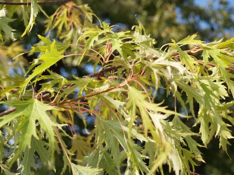 Разновидность клена фото дерева Клен серебристый 'Laciniatum Wieri' (Acer saccharinum 'Laciniatum Wieri') - ИЛЬБ