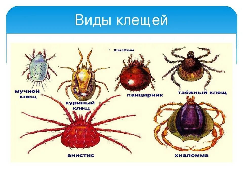 Разновидность клещей фото и названия Разновидности клещей фото и описание: найдено 86 изображений