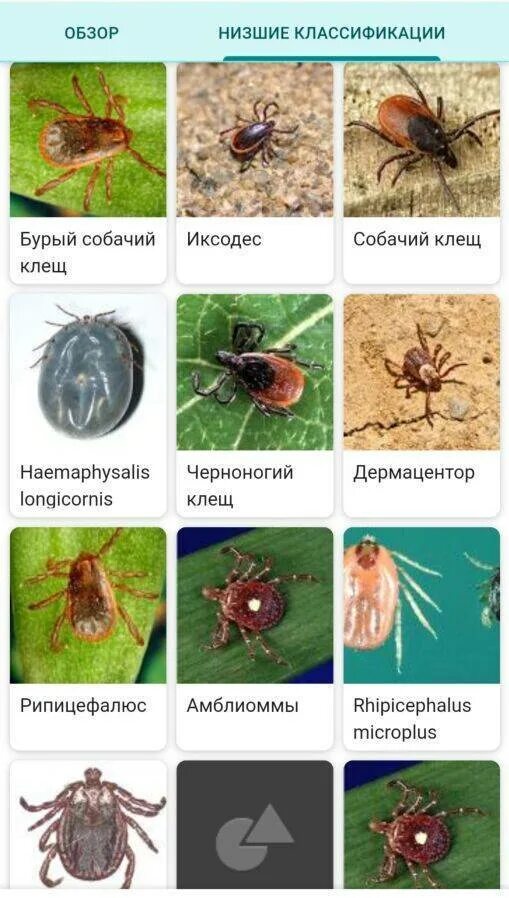 Разновидность клещей фото и названия Виды клещей название