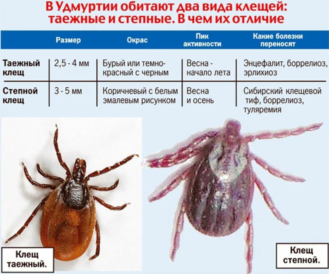 Разновидность клещей фото и названия у человека Все про клещей: найдено 90 изображений