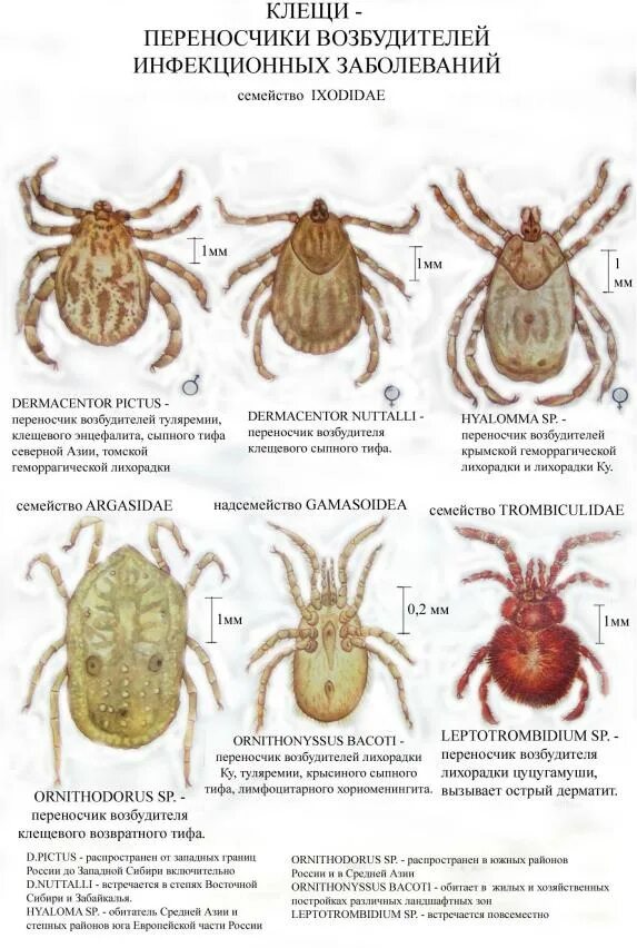 Разновидность клещей фото и названия в россии Атлас по биологии (рисунки) - Стр 6