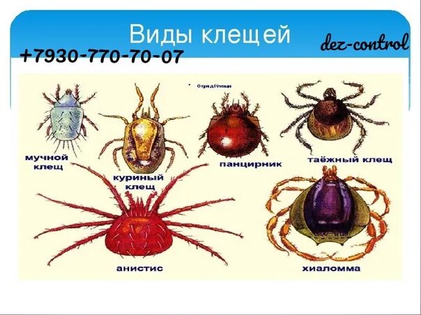 Разновидность клещей фото и названия в россии TYPES OF CLOWN The tick is a representative of the class of small arachnids, the