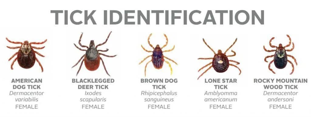 Разновидность клещей фото и названия в россии Tick Information - Wise