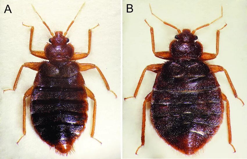 Разновидность клопов домашних фото виды Обогатились" новым видом": представляют ли опасность для россиян тропические кло