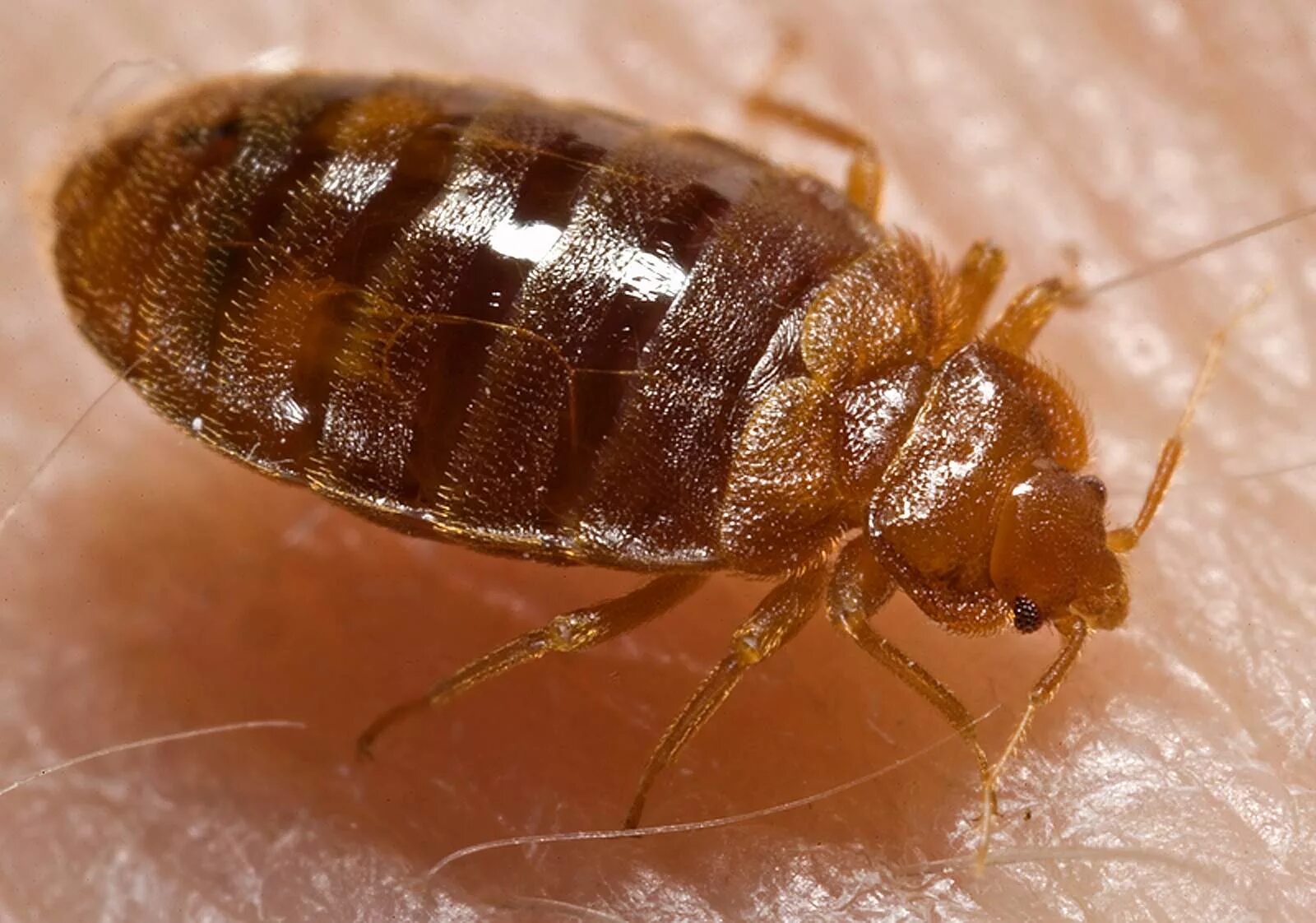 Разновидность клопов фото Файл:Bed bug, Cimex lectularius.jpg - Вікіпедія