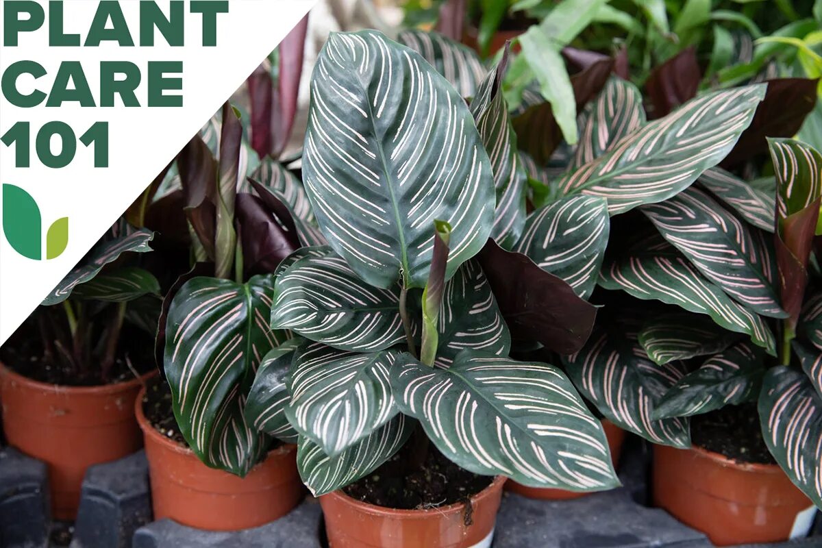 Разновидность комнатных калатей фото Calathea Care 101