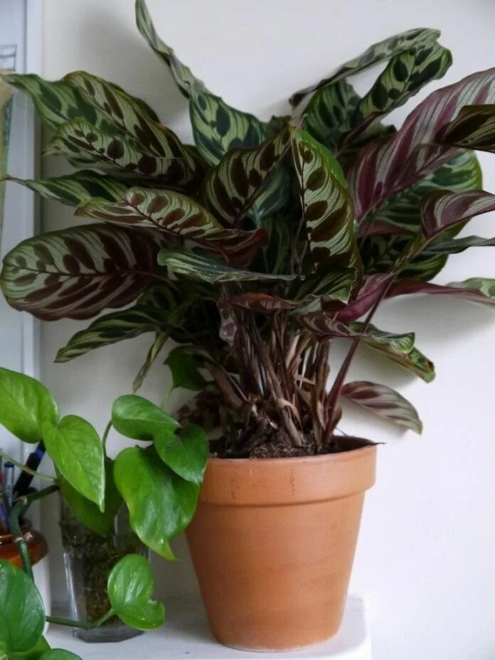 Разновидность комнатных калатей фото Маранта - уход и размножение Indoor plants, Tall indoor plants, Best indoor plan