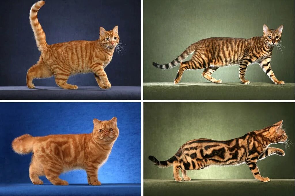 Разновидность кошек фото и название Cats' Stripes and Spots Are Tracked to a Gene - The New York Times