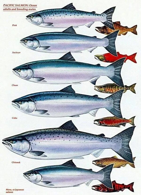 Разновидность красной рыбы фото Know your Pacific salmon chart - adults and breeding males Trout fishing, Pacifi