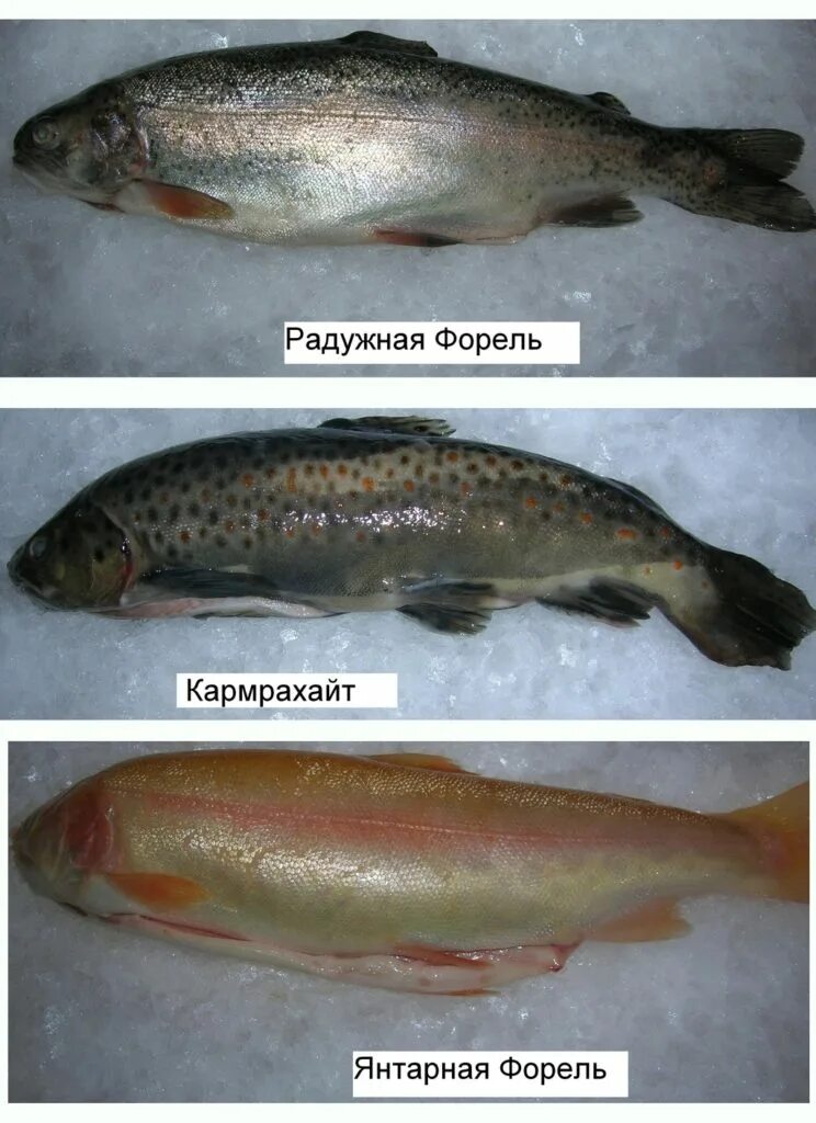 Разновидность красной рыбы фото Какая форель лучше карельская или мурманская: найдено 90 изображений