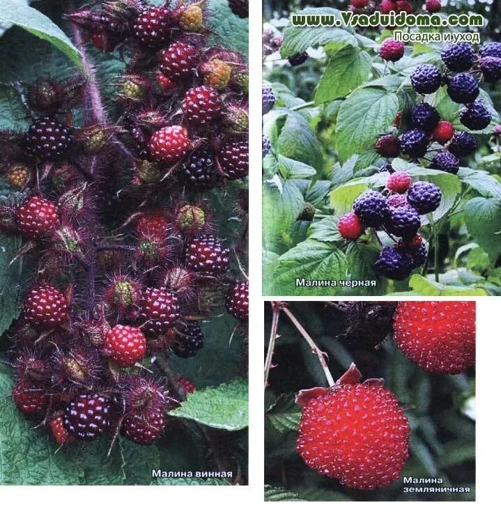 Разновидность малины фото и название и описание Unusual raspberry: photo and description, varieties and species A site about a g