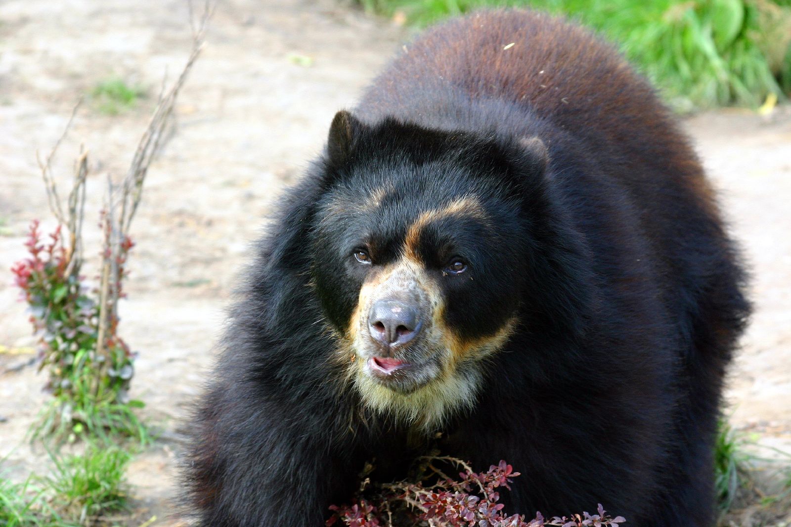 Разновидность медведей фото Ranges for majority of world's large carnivores have shrunk by more than 20 perc