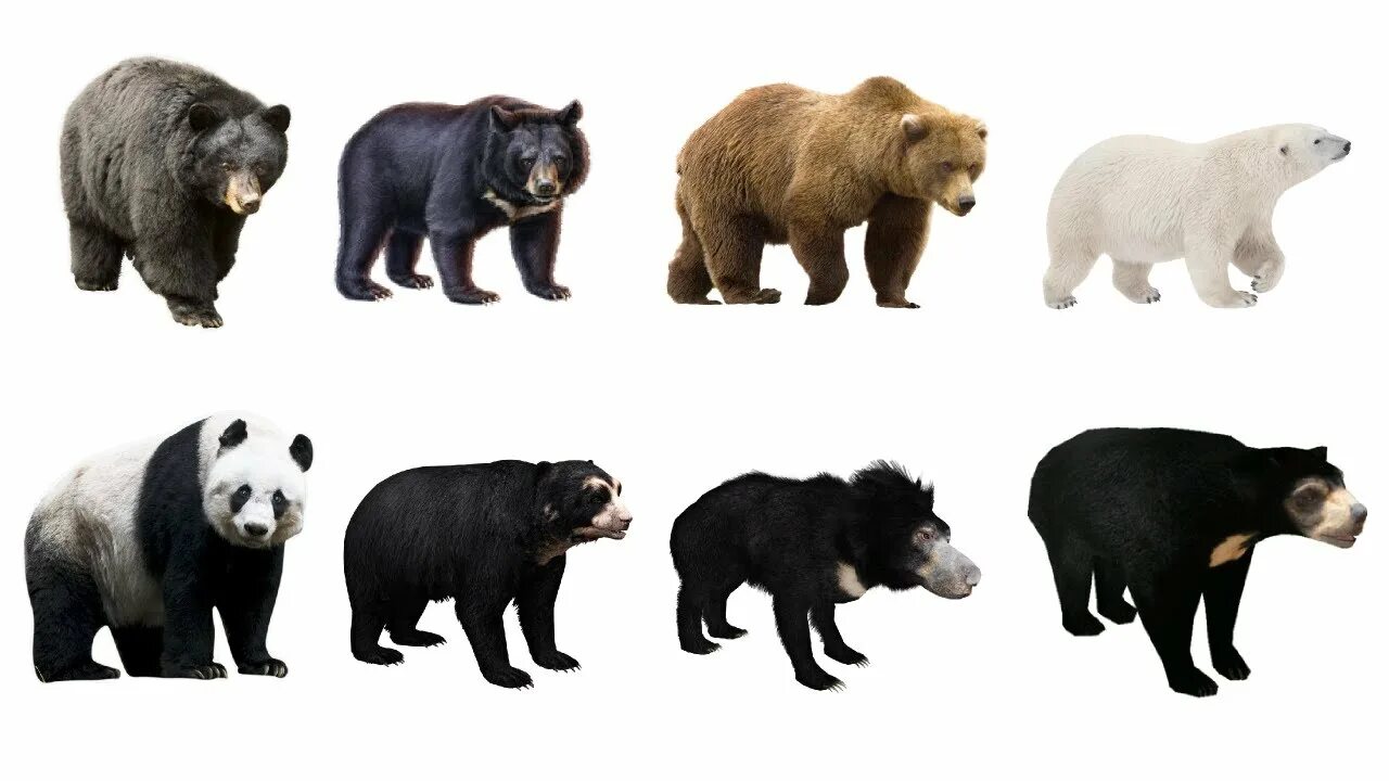 Разновидность медведей фото Learn Bear Species in English! Learn 8 Bears of The World! Types of Bears! The B