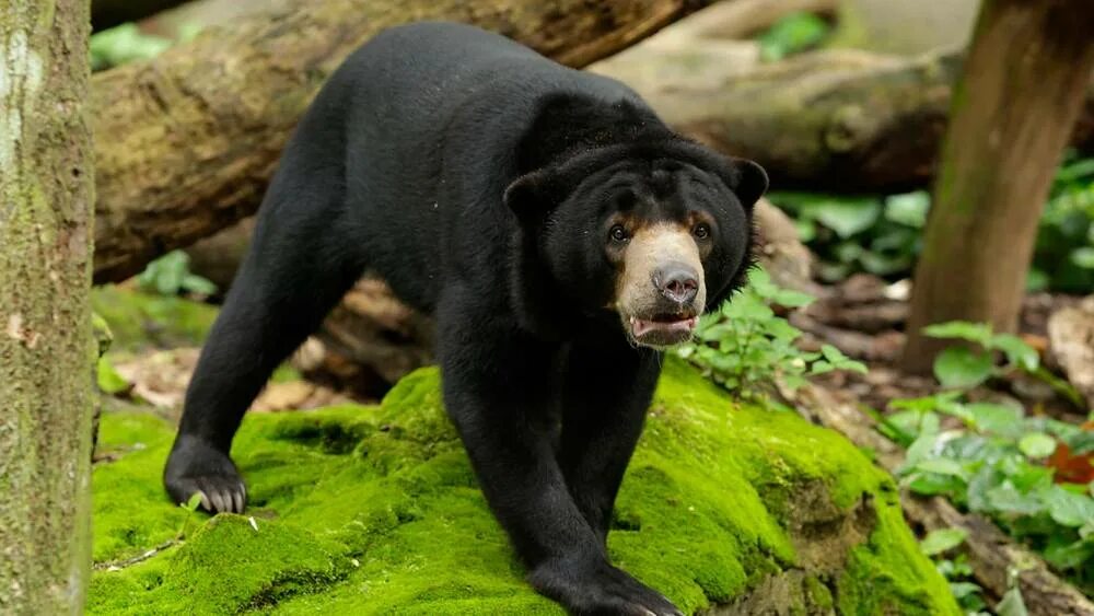 Разновидность медведей фото Sun Bear - Singapore Zoo