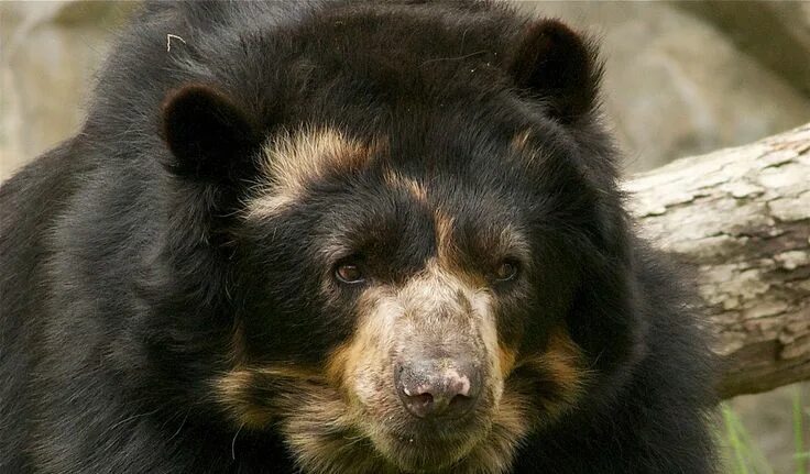 Разновидность медведей фото spectacled-bear Spectacled bear, Bear, Bear species