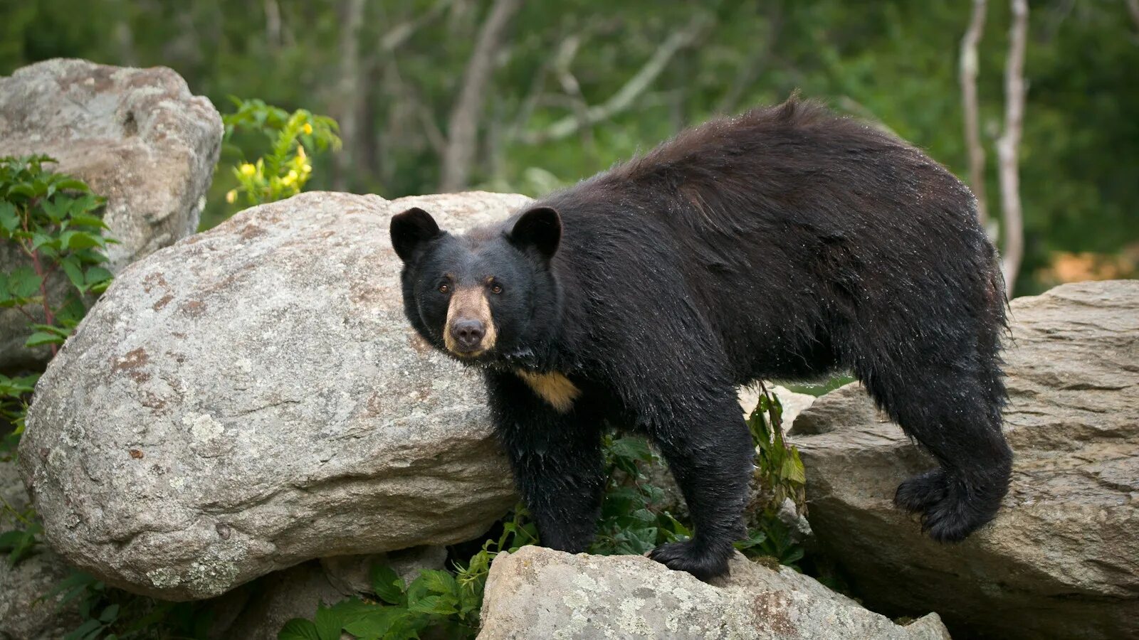 Разновидность медведей фото Bear Tracks National Park Foundation