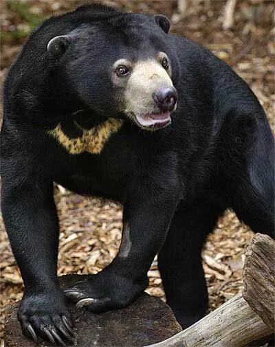 Разновидность медведей фото Sun Bear - The Dog Bear, Asian Bear - FactZoo.com Bear, Animals, Malayan sun bea