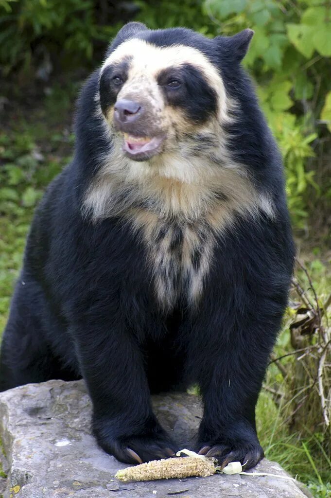 Разновидность медведей фото Pin by Sarah Schanze on First Flight Character Spectacled bear, Bear species, We