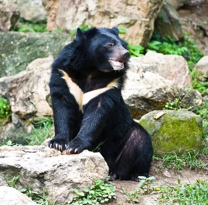 Разновидность медведей фото Asiatic Black Bear Asiatic black bear, Black bear, Moon bear