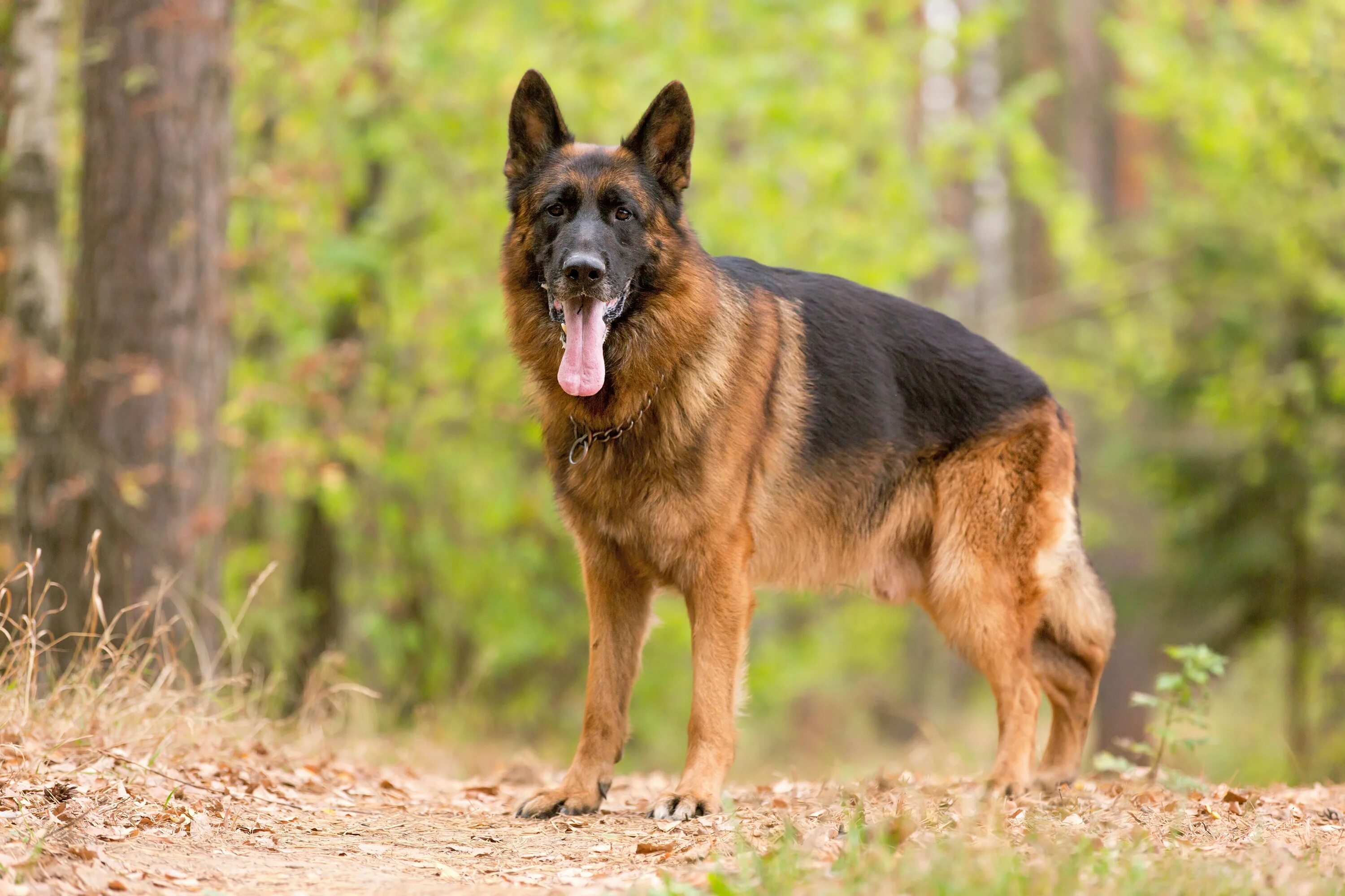 Разновидность немецких овчарок фото The History of the German Shepherd Breed Greenfield Puppies