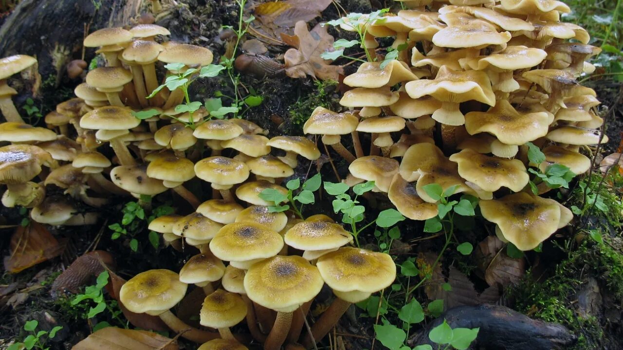 Разновидность опят фото Опенок настоящий (Armillaria mellea). Фото на сайте "Грибы: информация и фотогра