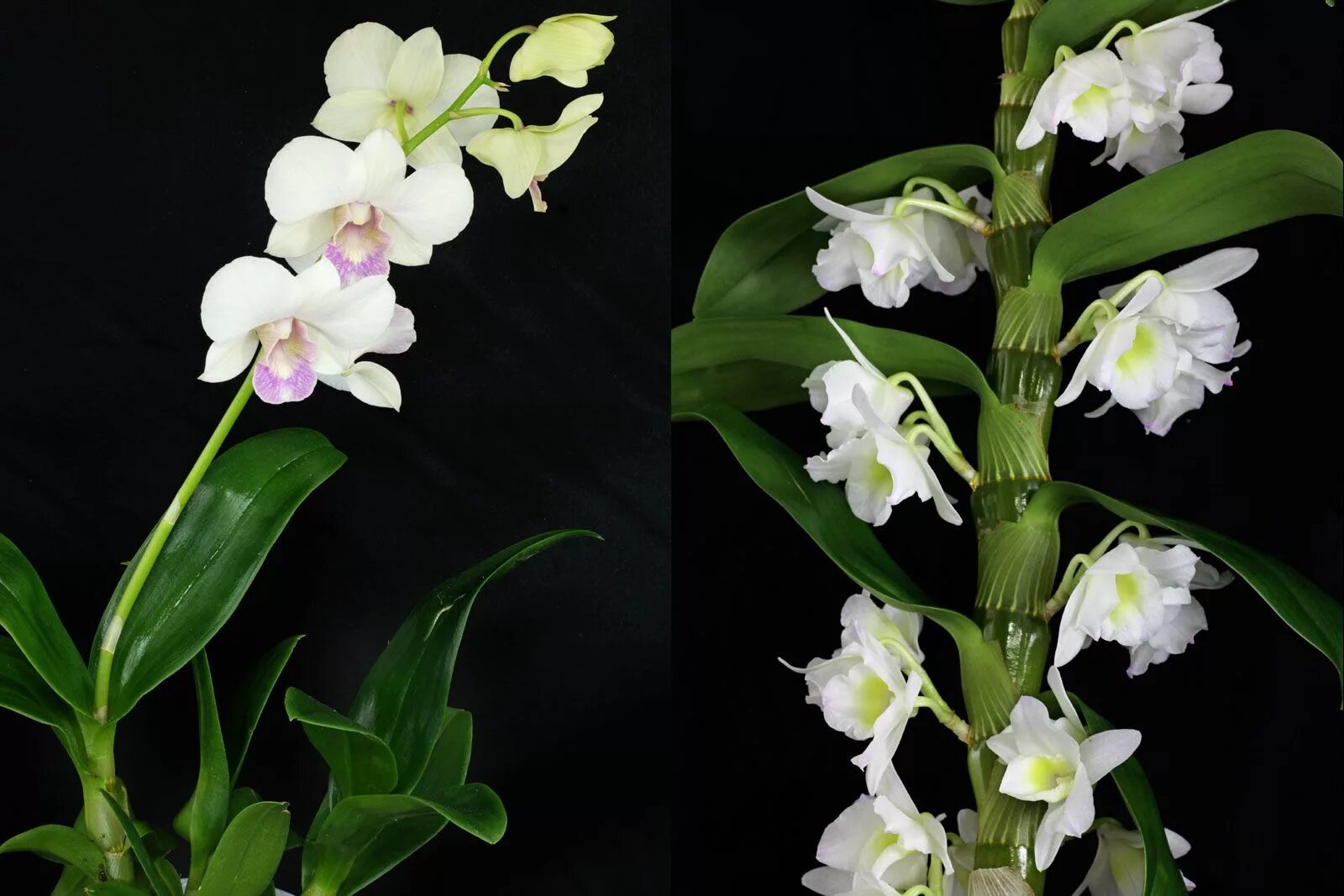 Разновидность орхидей фото и название на русском Dendrobium phalaenopsis nobile Pflanzen pflege, Orchideen pflege, Orchideenpfleg