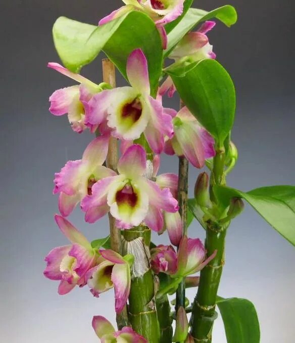 Разновидность орхидей фото и название на русском Pin by Linda Lewis on Orchids Dendrobium nobile, Strange flowers, Beautiful orch