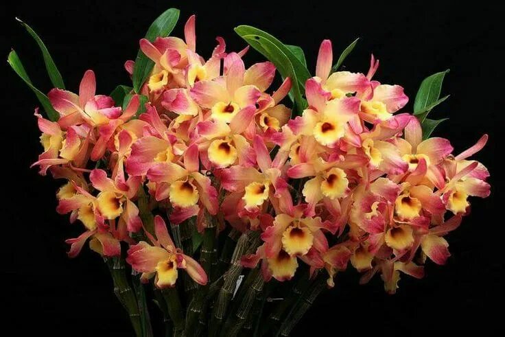 Разновидность орхидей фото и название на русском Beautiful Orchids! Dendrobium Nobile 'Shinonome' Image via Orchid Corner Dendrob