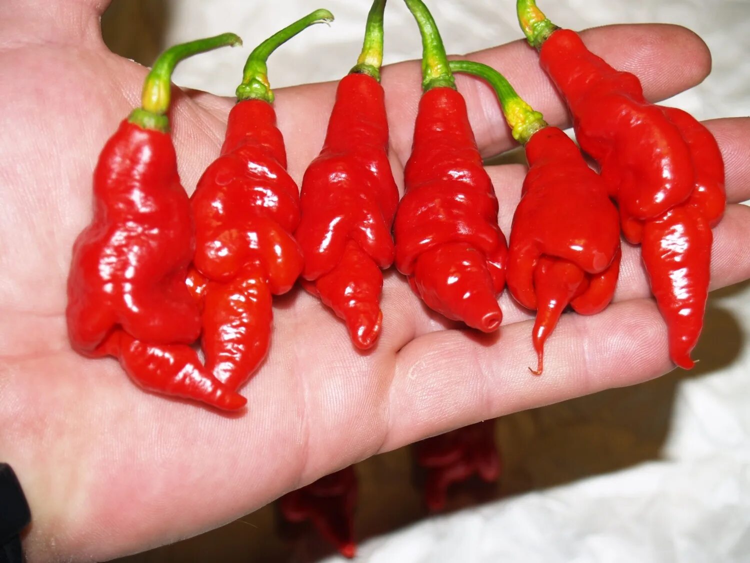 Разновидность острых перцев фото Острый перец Trinidad Scorpion Long SR