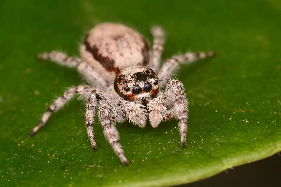 Разновидность пауков фото россия 8 Interesting Facts about Spiders to Spark Your Spidey-Senses - trpro.net