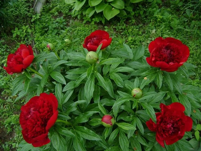 Разновидность пионов фото и названия Пион лекарственный красный махровый / Paeonia officinalis L. f. rubra plena - Пи