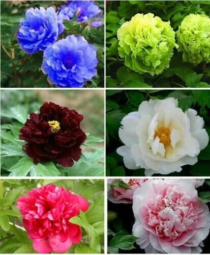 Разновидность пионов фото и названия 20 Peony Seeds Tree Peony Garden Flowers eBay