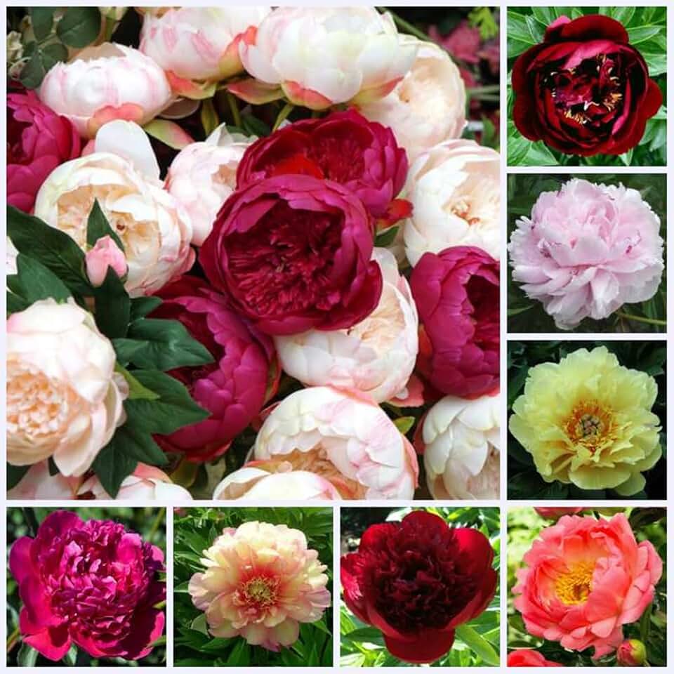 Разновидность пионов фото и названия Amazon.com: Peony Plant