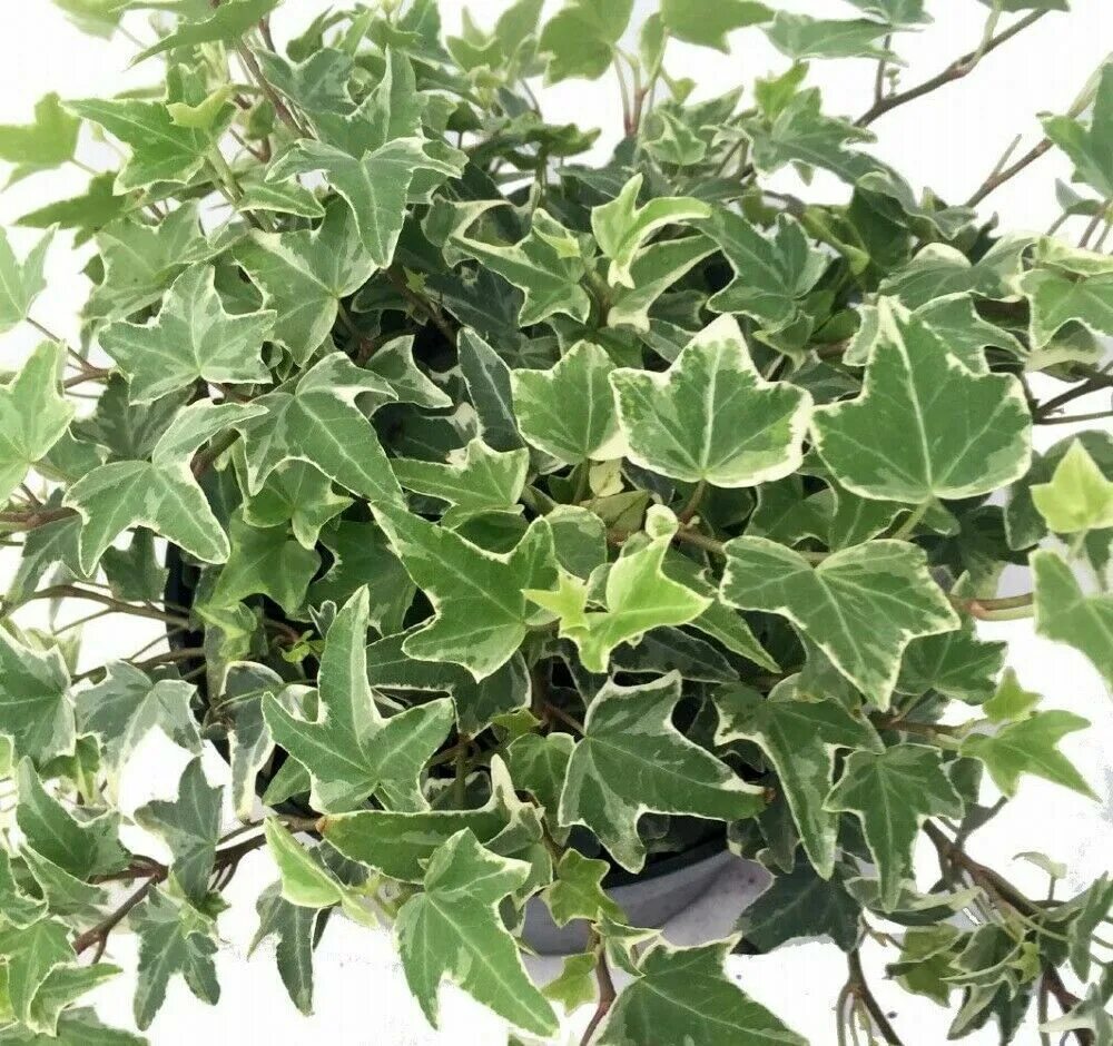 Разновидность плюща комнатного фото Hedera Ivy English Glacier Easy To Grow Indoor Plant 2.5" Pot 691184562554 eBay 