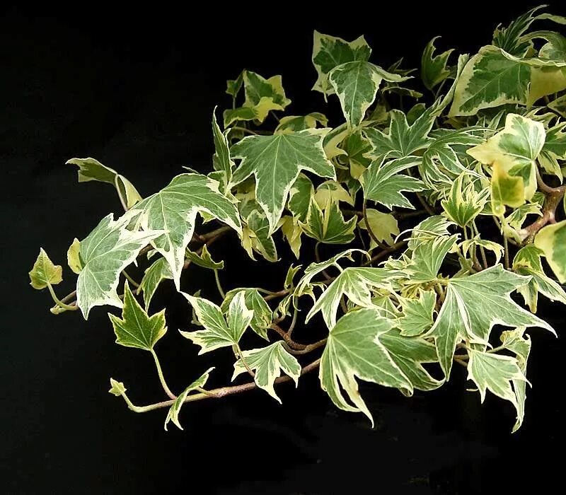 Разновидность плюща комнатного фото File:Hedera helix2 ies.jpg - Wikimedia Commons