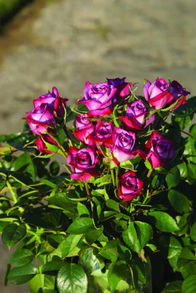 Разновидность роз фото и названия садовые Lavender Kordana Rose varieties, Rose, Roses only