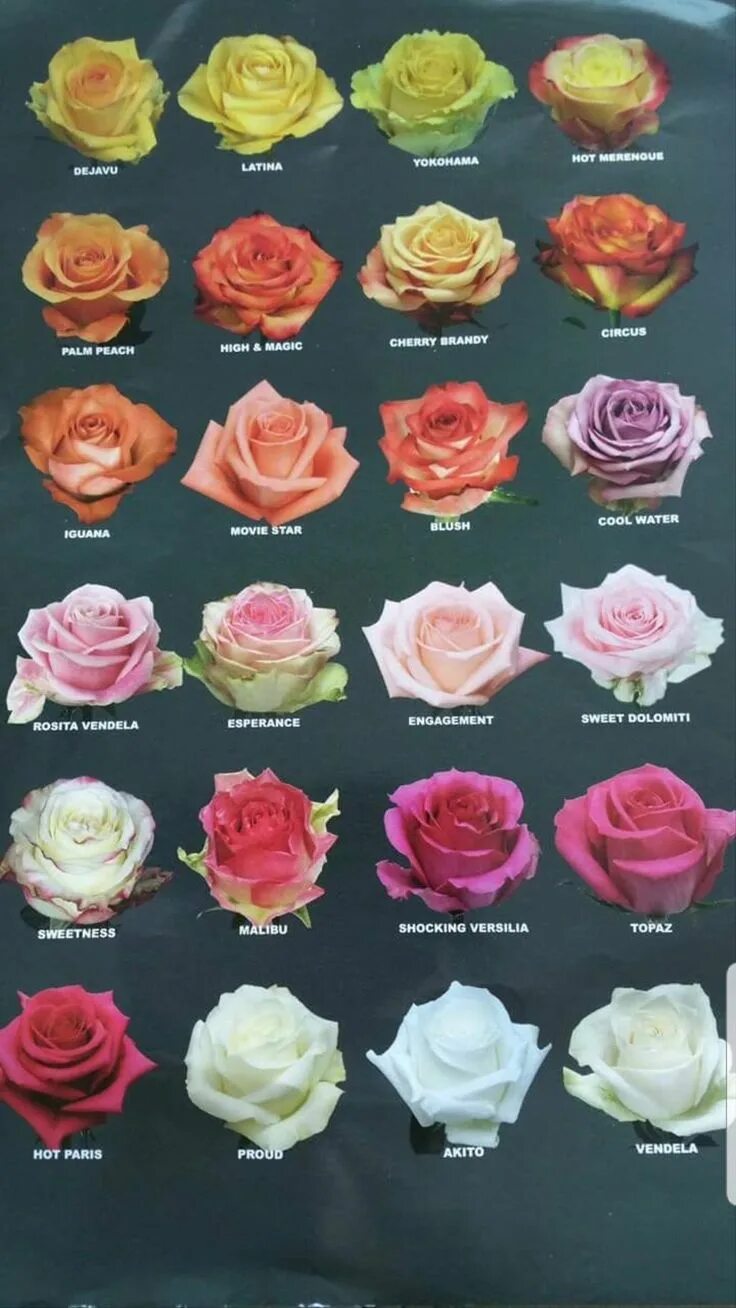 Разновидность роз фото и названия садовые Tipos de rosas Types of roses, Types of flowers, Rose varieties