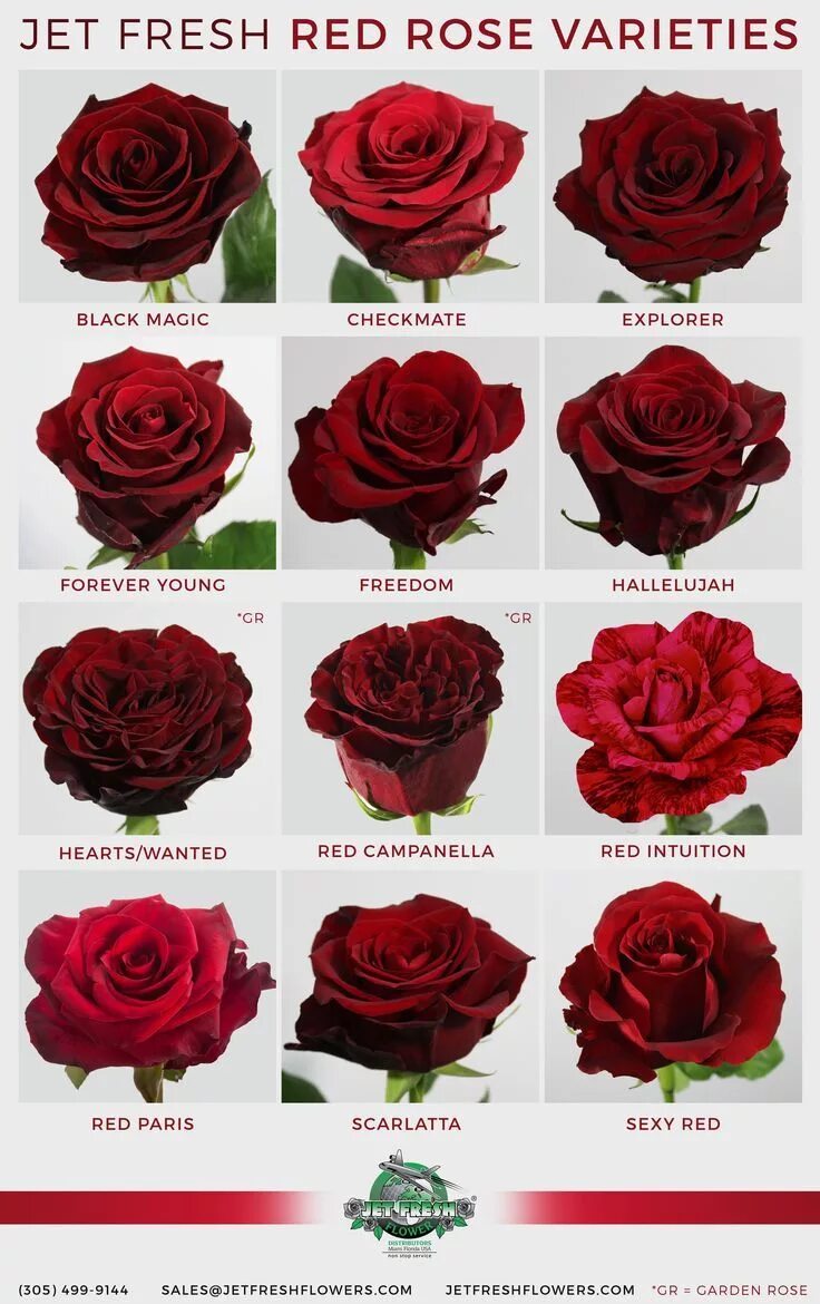 Разновидность роз фото и названия садовые Everyone loves Red Roses. But which red rose do YOU love ... - #everyone #love #