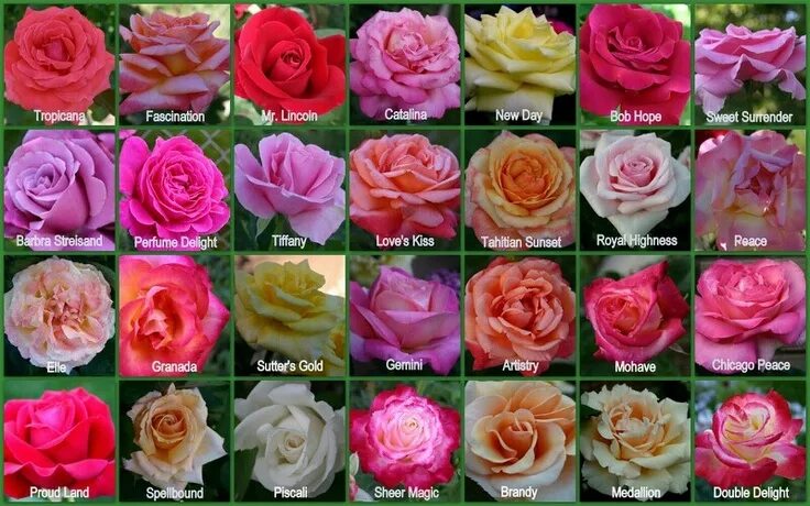 Разновидность роз фото и названия садовые Google search, World's best hybrid tea roses. Tea roses, Hybrid tea roses, Flori