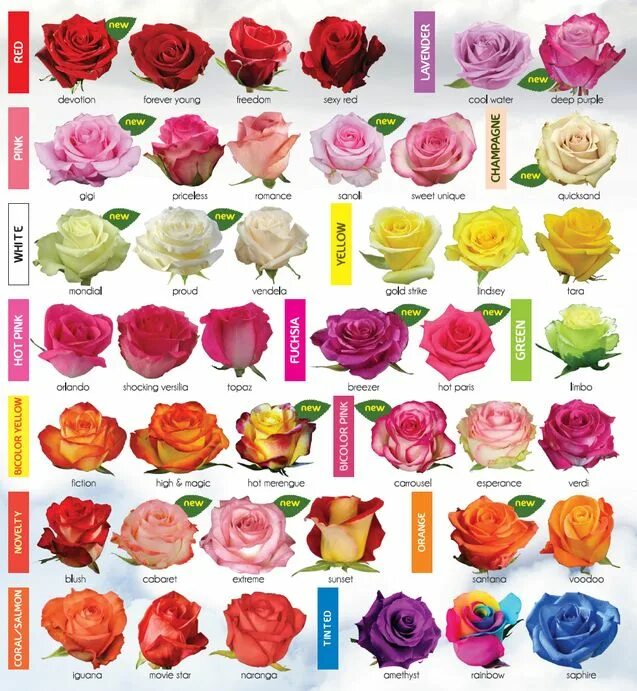 Разновидность роз фото и названия садовые High quaility roses, DREAM FARMS Products Rose varieties, Growing roses, Types o