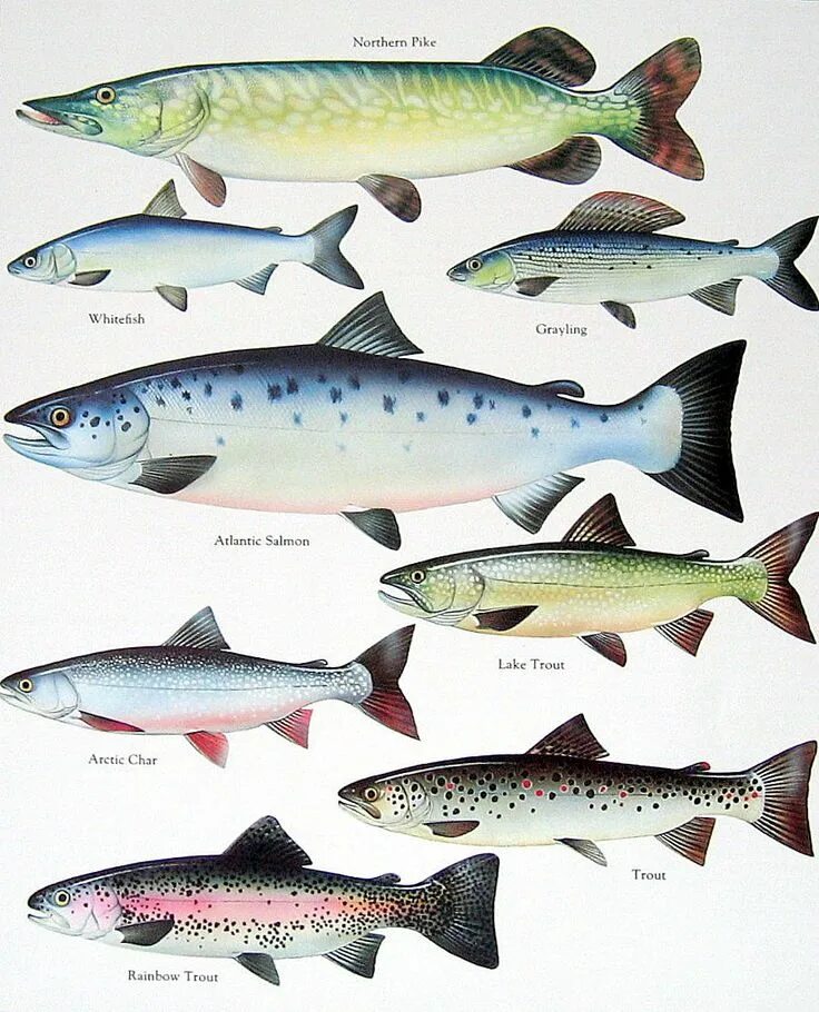 Разновидность рыб фото Northern Pike, White Fish, Atlantic Salmon, Lake Trout Vintage 1984 Fish Book Pl