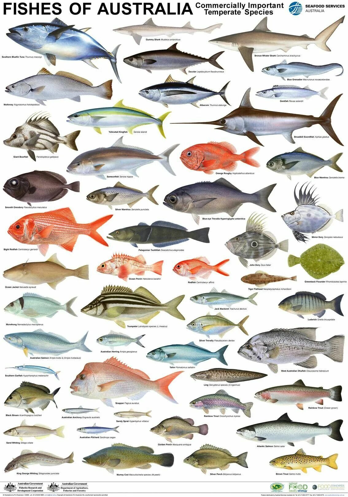 Разновидность рыбы фото и названия Pin by Huseyin Sahbal on Fishing rigs Types of fish, Fish chart, Sea fish