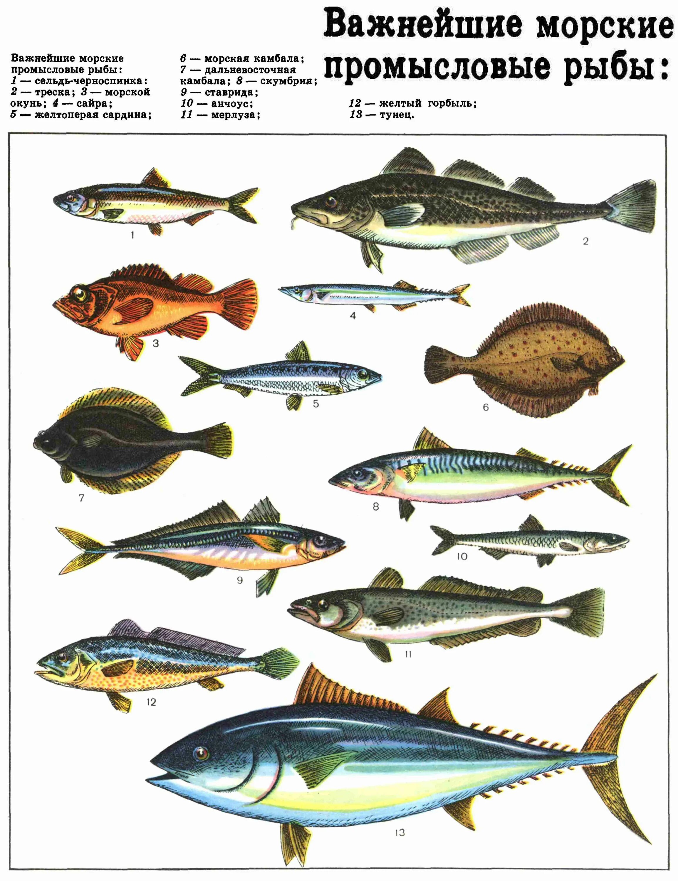 Разновидность рыбы фото и названия морских Важнейшие морские промысловые рыбы (ДЭ-3, Т. 4).