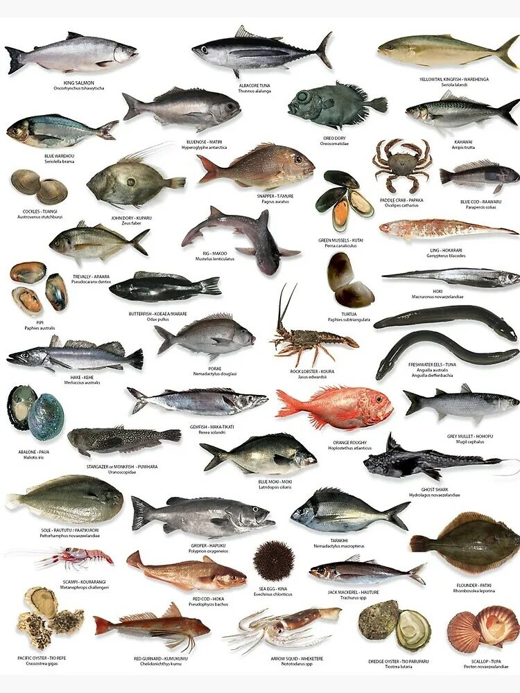 Разновидность рыбы фото и названия морских "NZ fish species " Poster for Sale by Tehomuera Redbubble