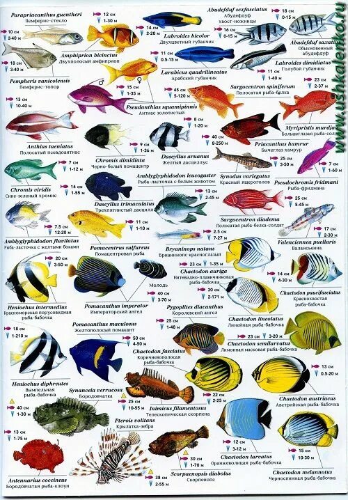 Разновидность рыбы фото и названия морских Pin on Red Sea Fish chart, Sea fish, Red sea