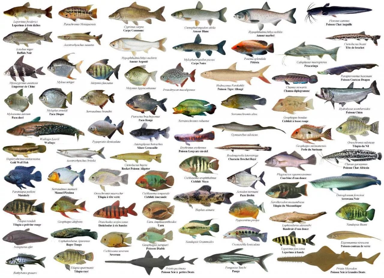 Разновидность рыбы фото и названия морских Poster de Peixes Peixes, Peixe de estimação, Tipos de peixe