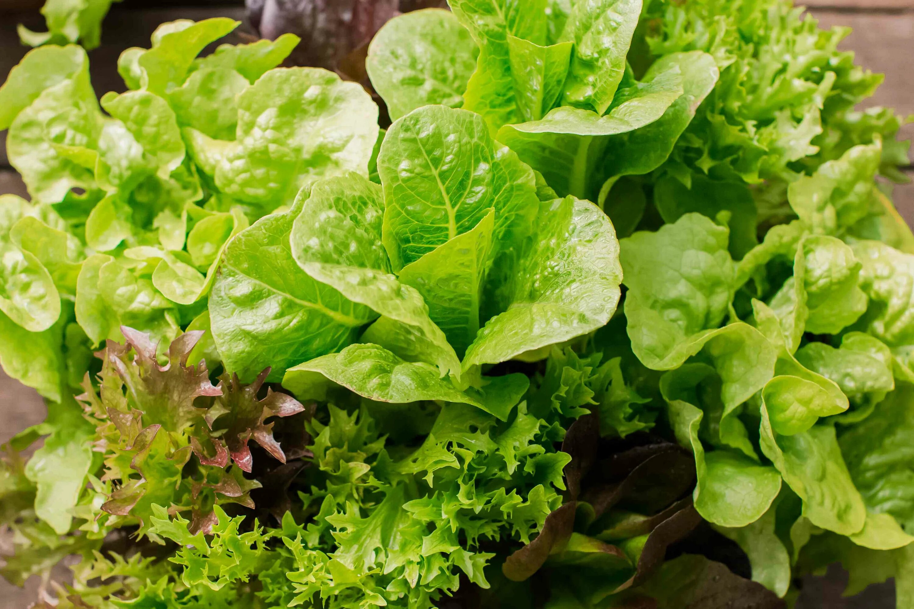 Разновидность салатов фото и название How to Grow Lettuce