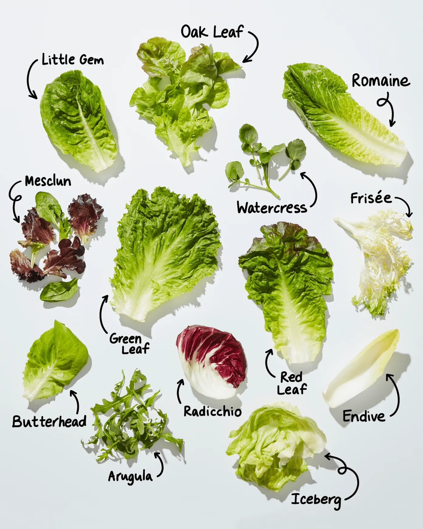 Разновидность салатов фото и название How Well Do You Know Your Salad Greens? Types of lettuce, Types of salad, Green 