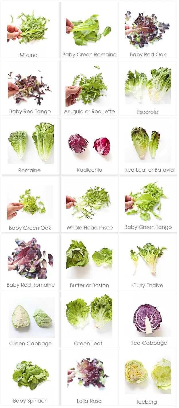 Разновидность салатов фото и название Food Cheat Sheet: Lettuce Varieties & Names Types of lettuce, Food facts, Whole 