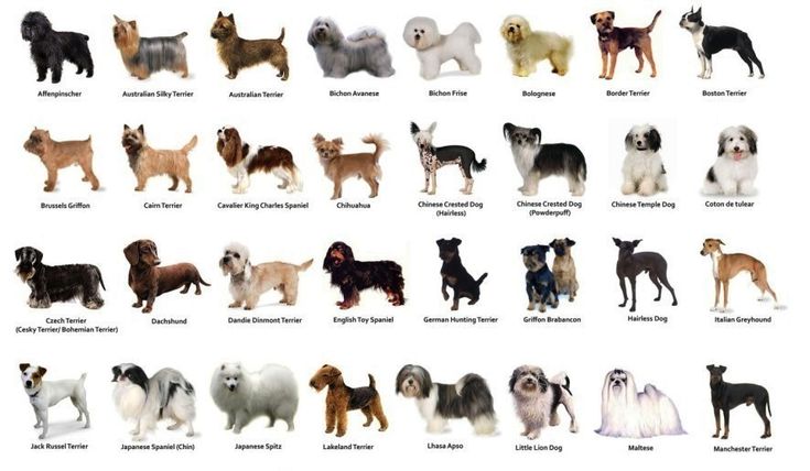 Разновидность собак фото how to take care of small dog breeds Small dog breeds, Dog breeds list, What kin